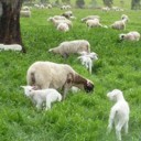 Tablelands Premier Meats