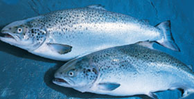 Tassal Pure Tasmania