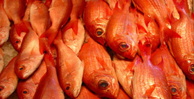 Seafood Store Pty Ltd